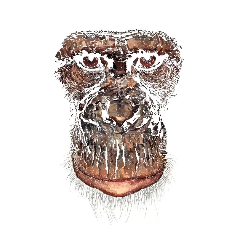 Monkey