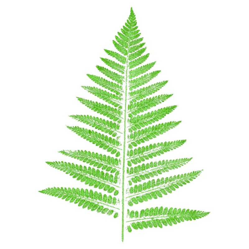 Leaf Fern - Botany Plants