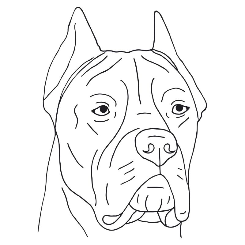 Cane Corso