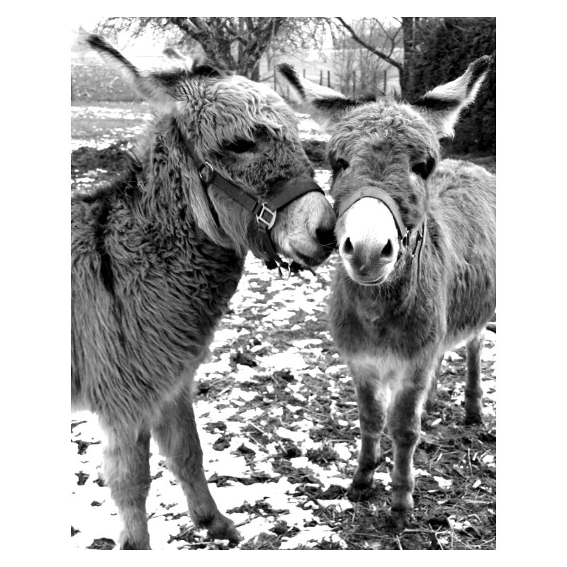 Two donkeys