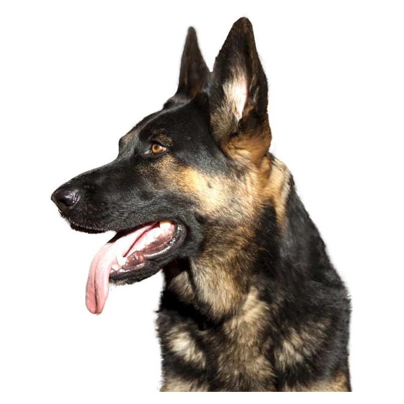 German Shepherd Head