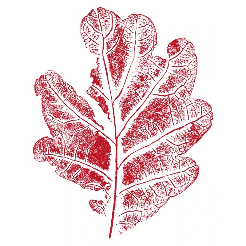 Blatt Eiche - Mit Rissen / Eichenblatt Botanisch