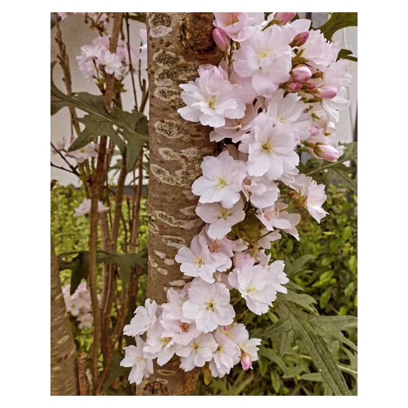 Delicate cherry blossoms on tree trunk