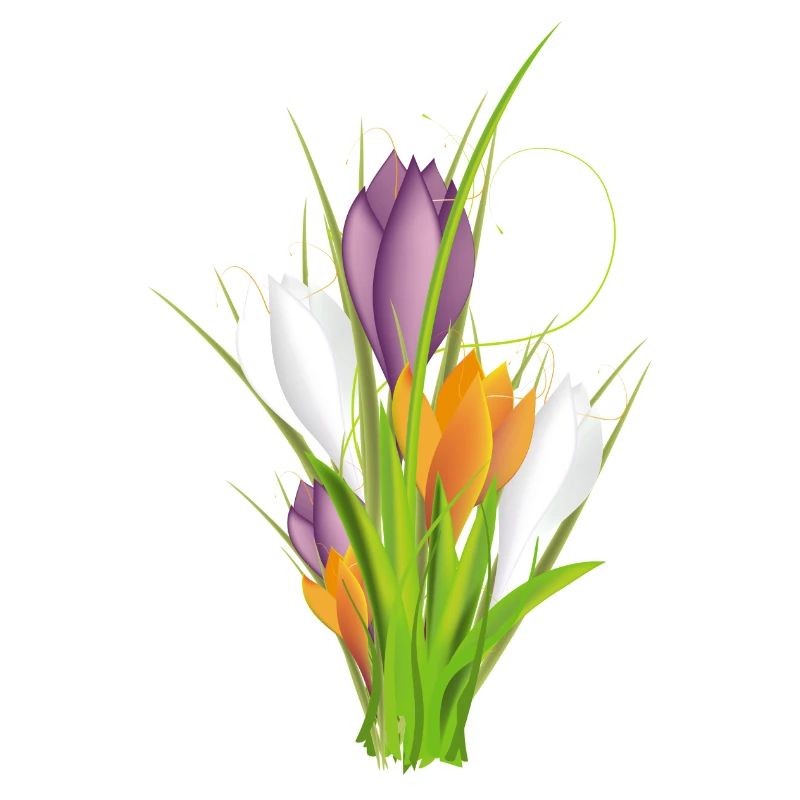 delicate brightly lit crocuses in spring