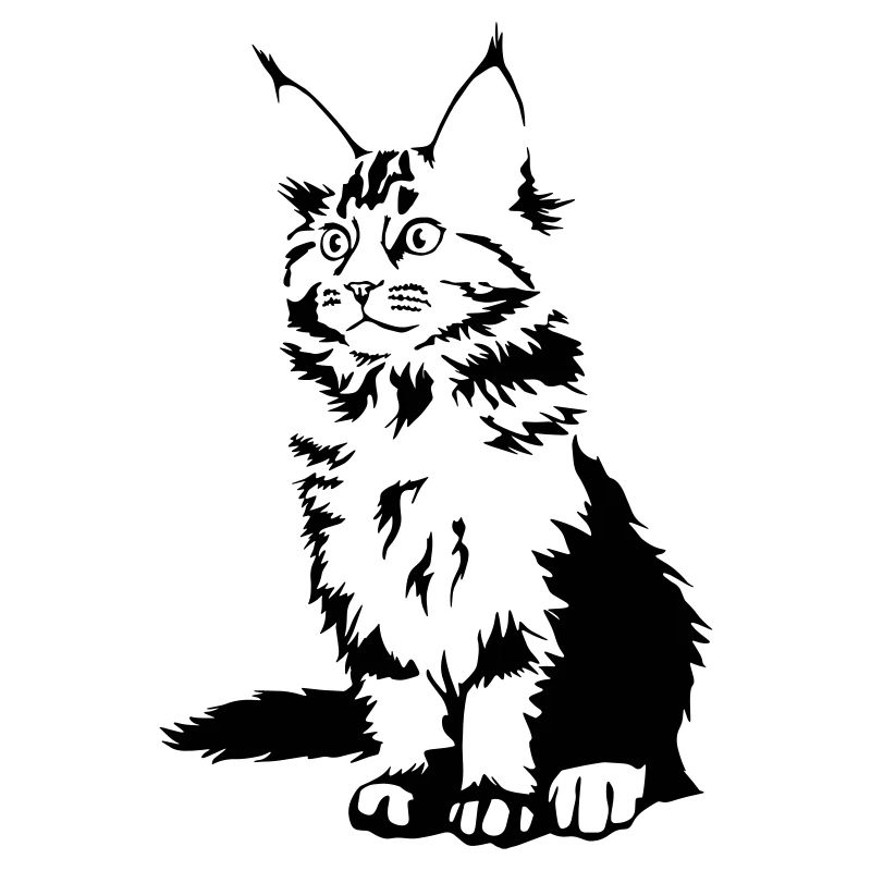 Chat Maine Coon