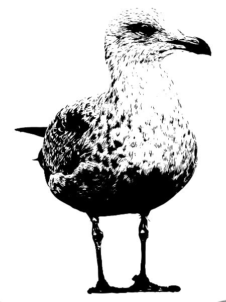 Gull