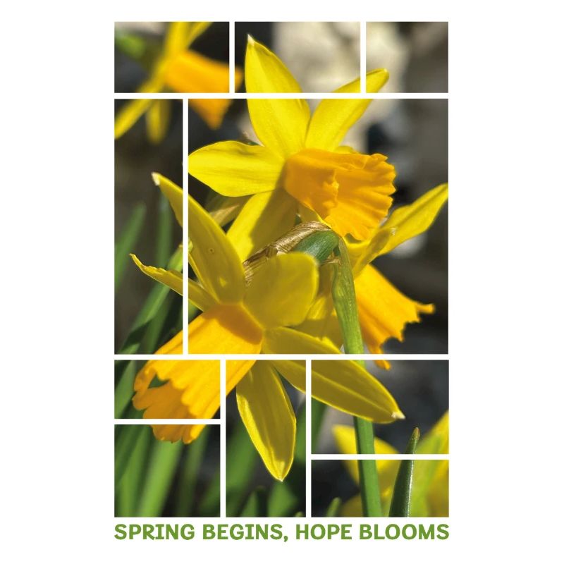 Le printemps commence, l’espoir fleurit – Daffodil Spring Desig