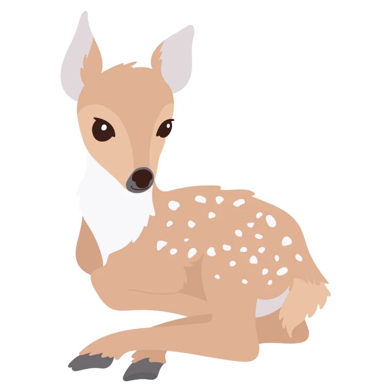 fawn