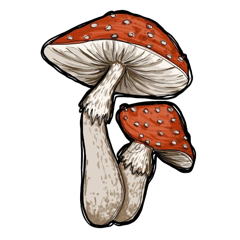 Toadstools Illustration