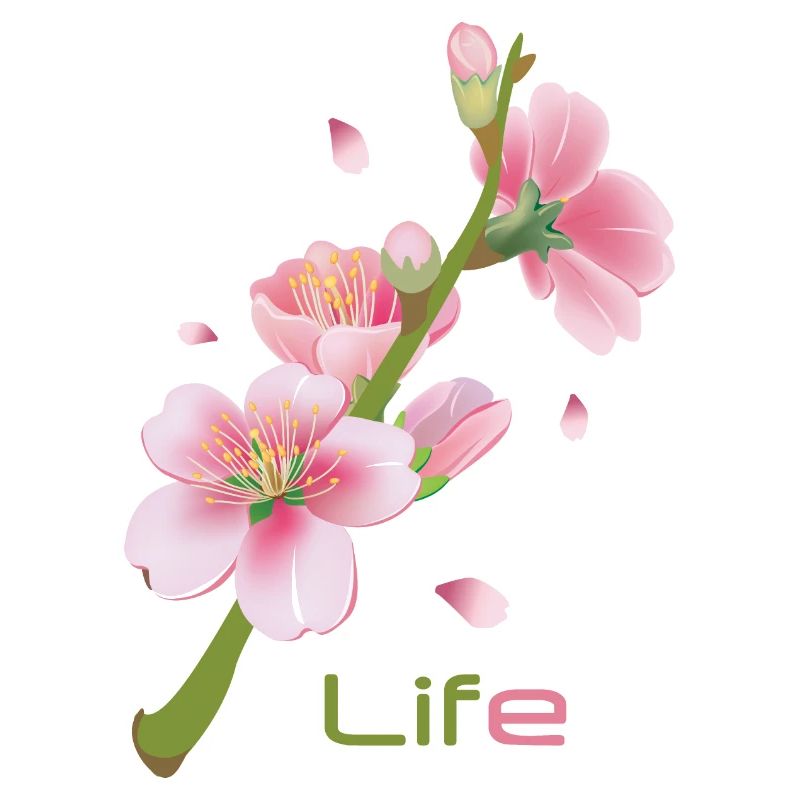 Kirschblüten Cherry Blossom Sakura - Life