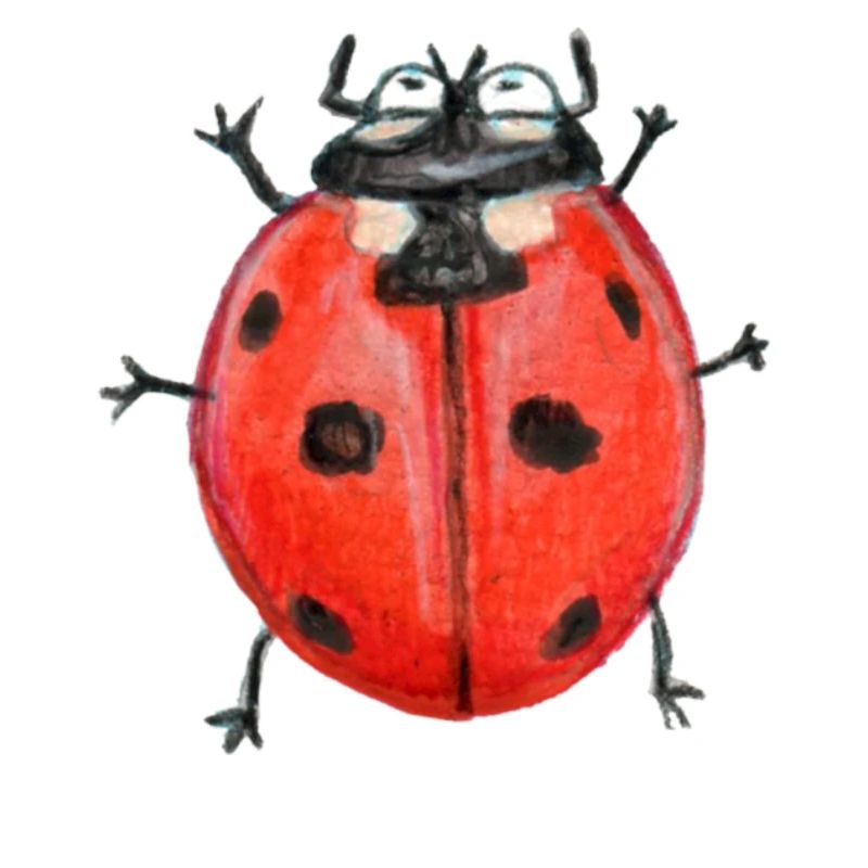 Coccinelle à sept branches