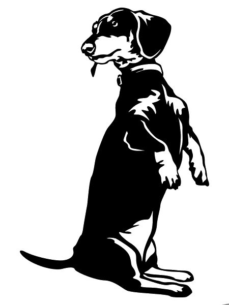 Dachshund