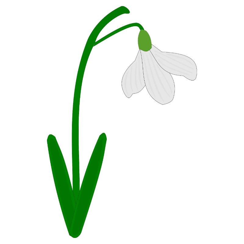 Perce-neige Mois de naissance de janvier Fleur Anniversaire