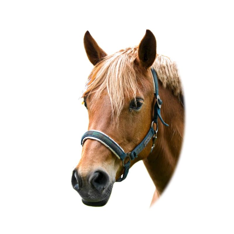 Cheval. Cheval.