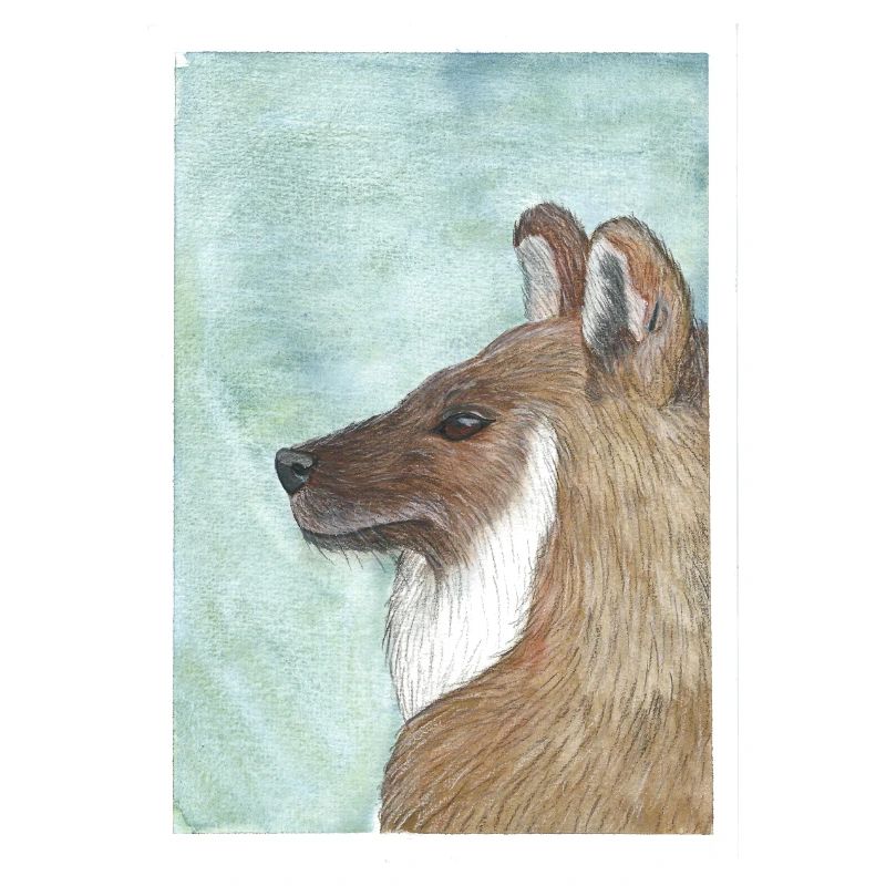 Dhole
