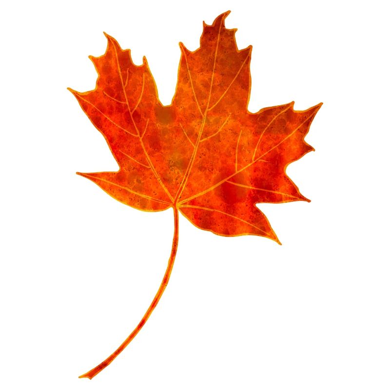 Maple leaf