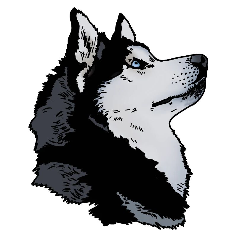 Tête de husky