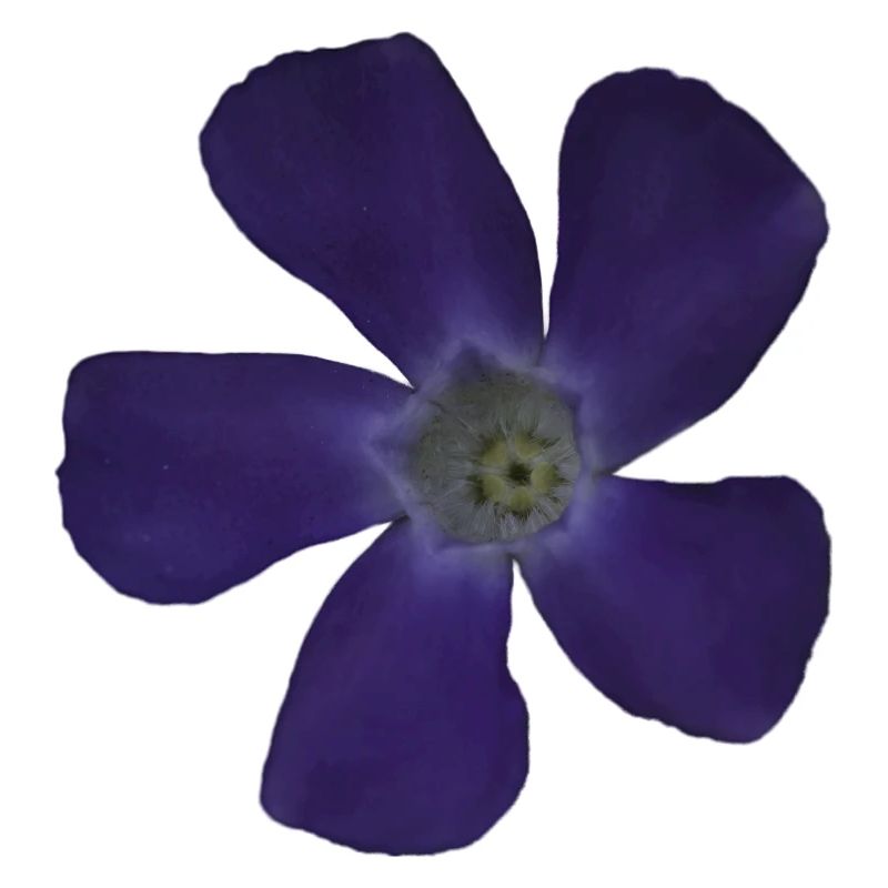 Fleur pourpre pervenche