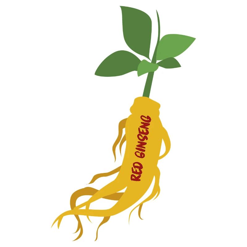 Ginseng rouge coréen – Power Root