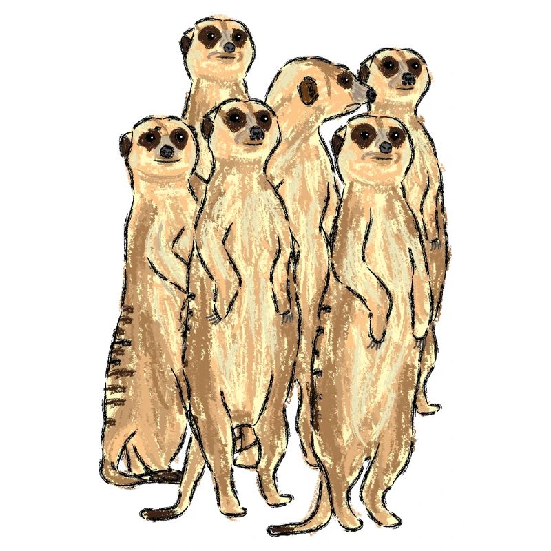 Conception de suricate / suricate