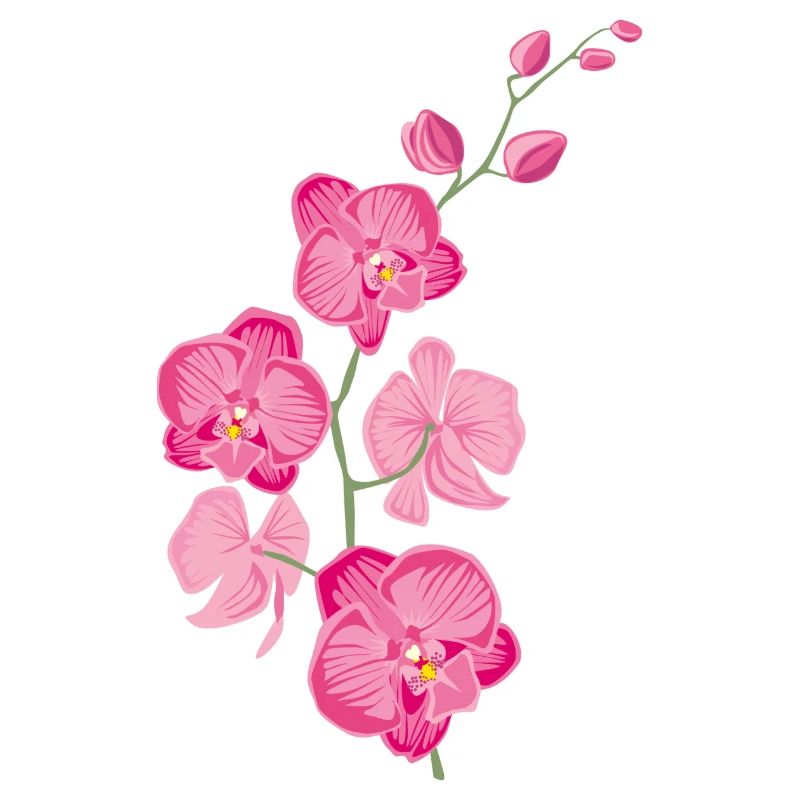 ORCHIDEEN Blume - Geschenk der Liebe - rosa pink