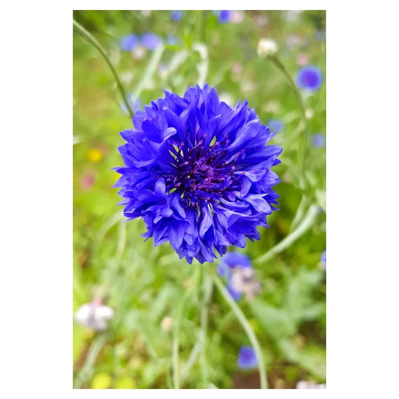 bluebottle also cornflower cornflower cyan