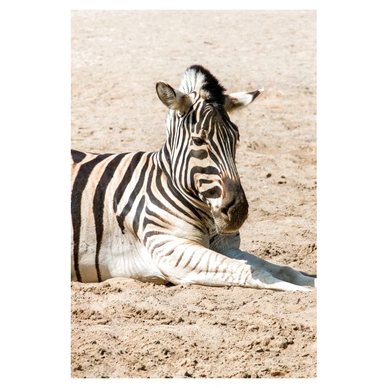 Zebra (auf Deutsch Zebra oder Zebras) Hippotigris