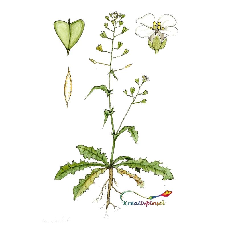Shepherd's purse (Capsella bursa pastoris)