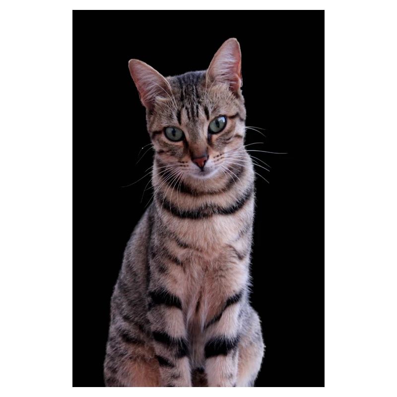 Chat chat chaton doux