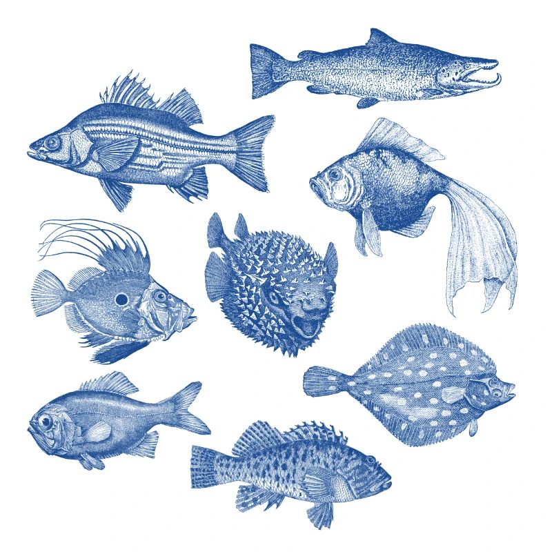 Fishes for compliments