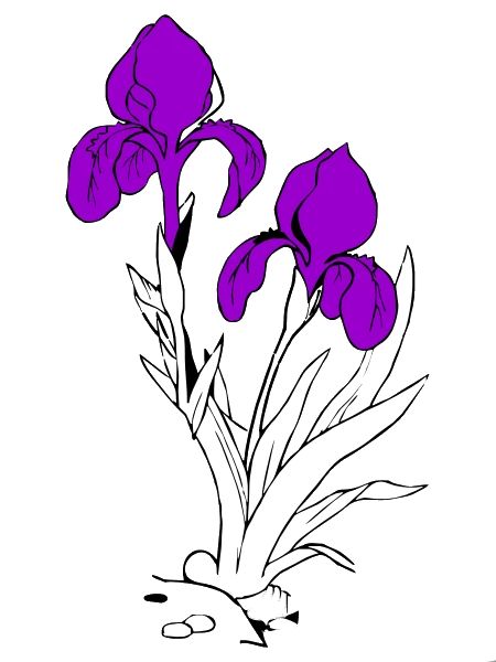 Lys