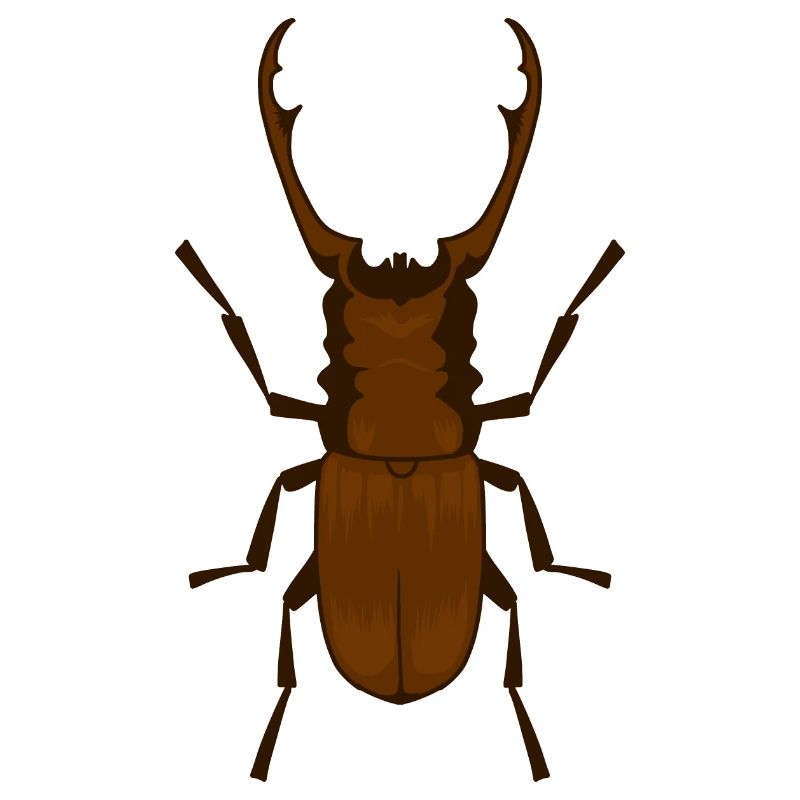 Deer beetle Lucanus cervus Schröter insect