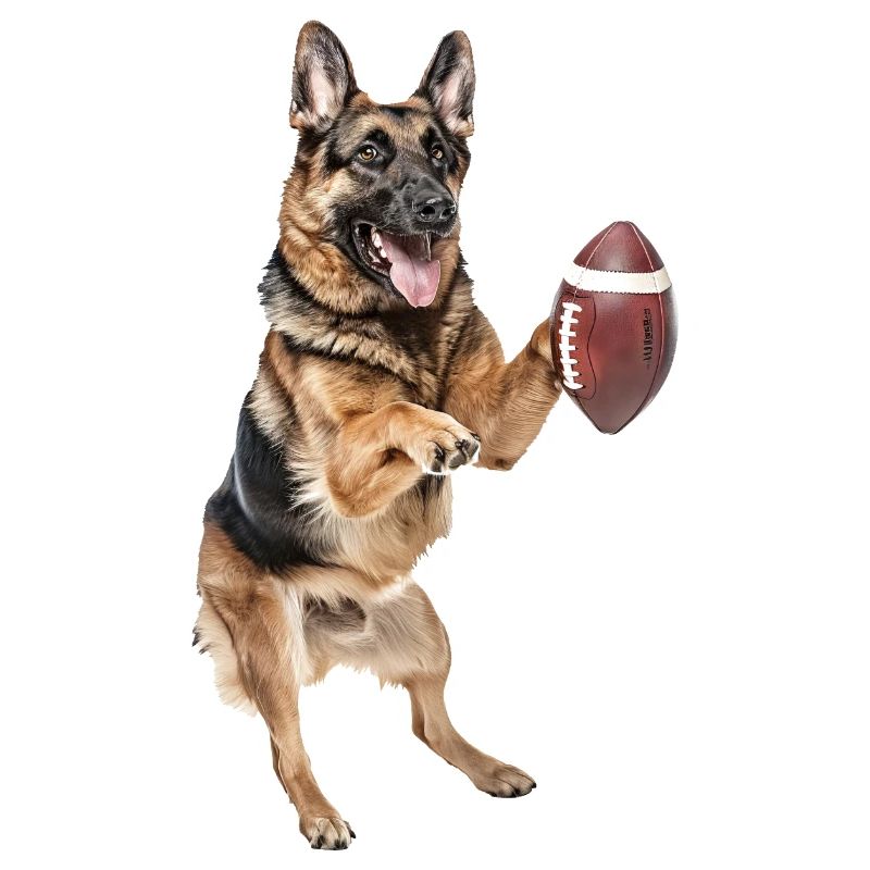 Deutscher Schäferhund