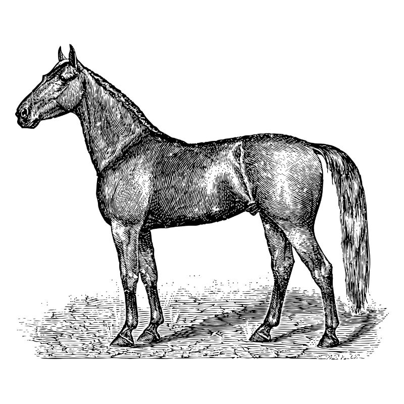 Pferde