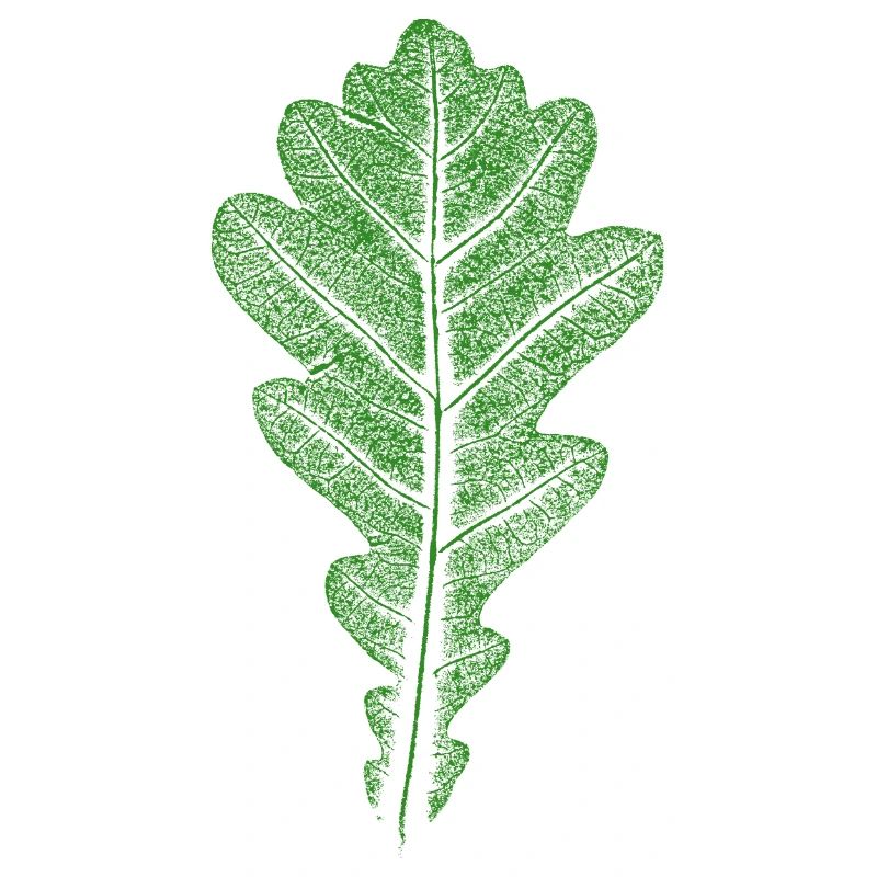 Feuille de chêne / Feuille de chêne - Feuilles FORÊT & Nature