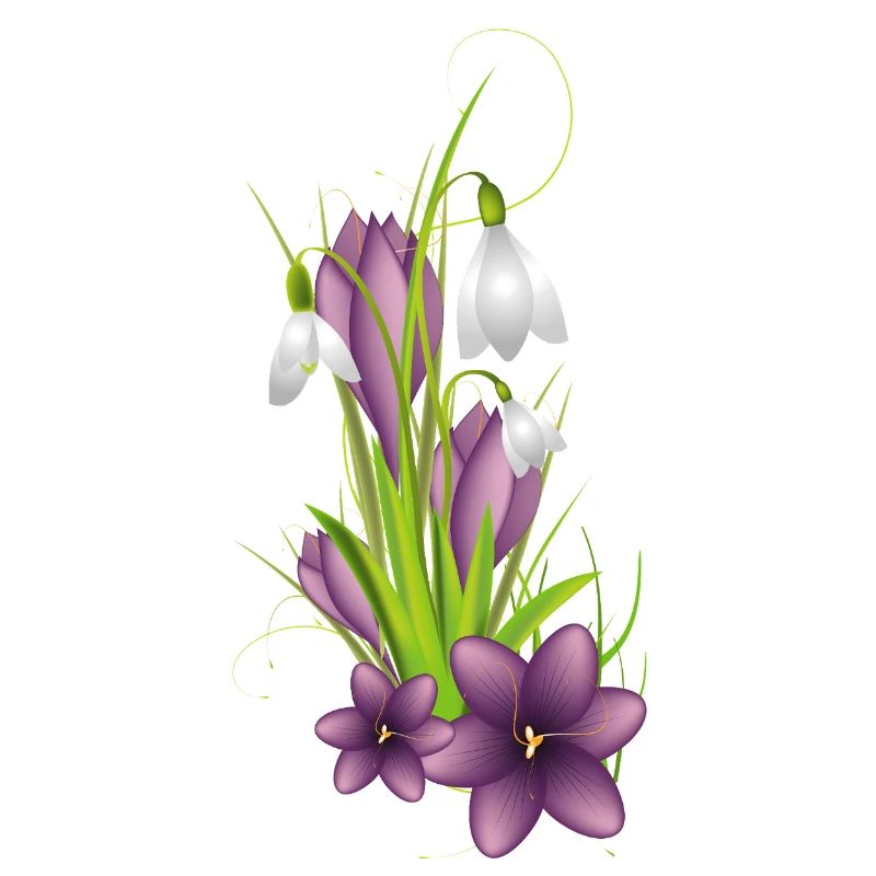 Snowdrops and delicate crocuses in illustration
