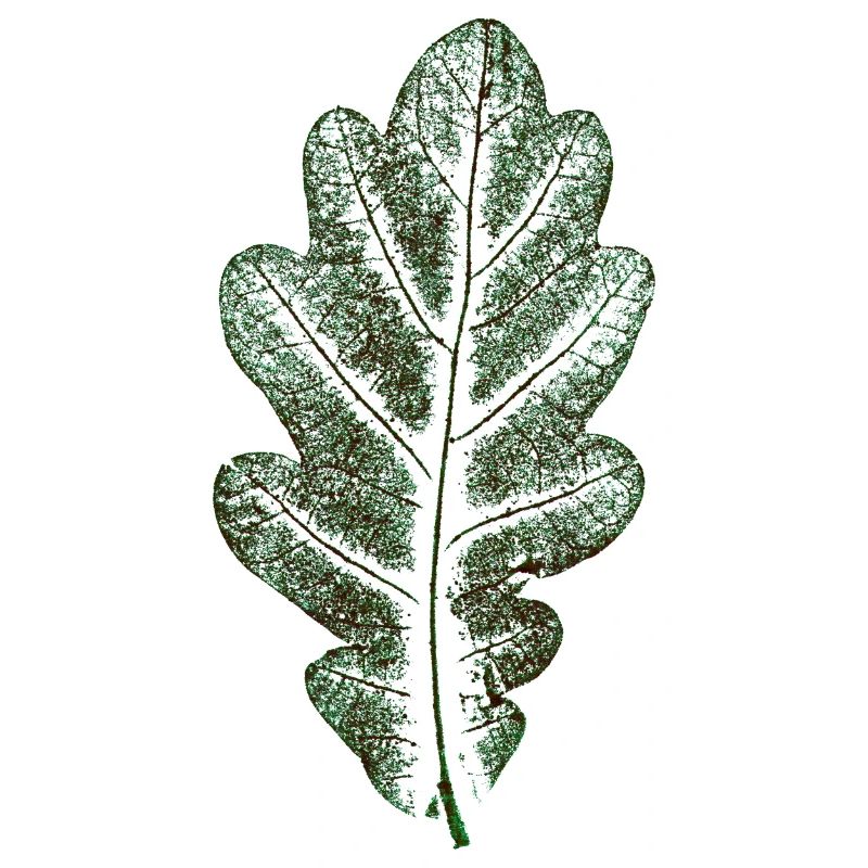 Eichenblatt Naturgrün / Blatt/ Eiche/Baum