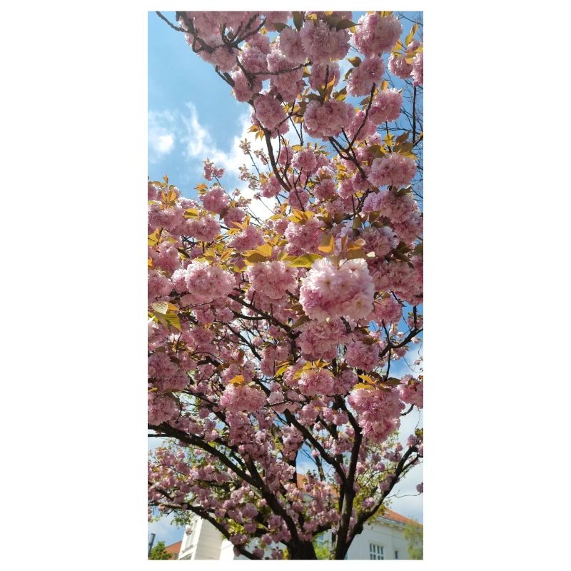 Fleurs de Sakura