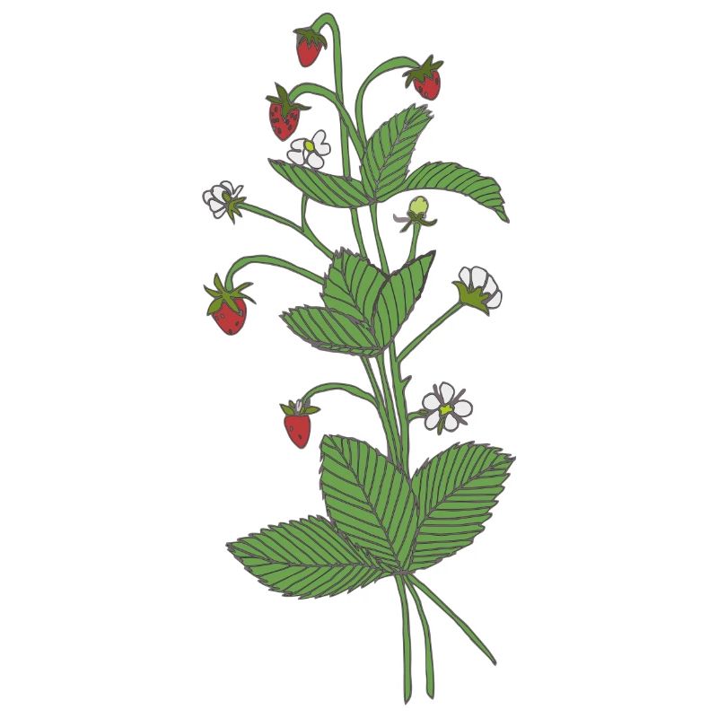 Wild strawberries