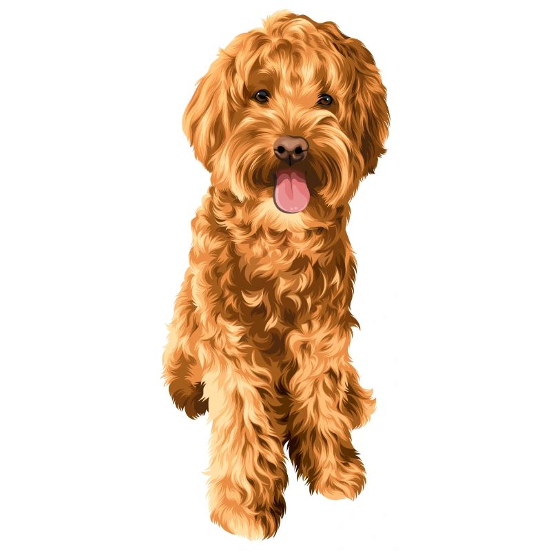 Goldendoodle Schnoodle