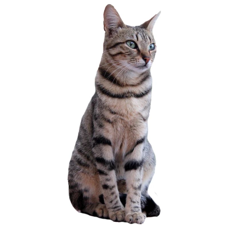Chat