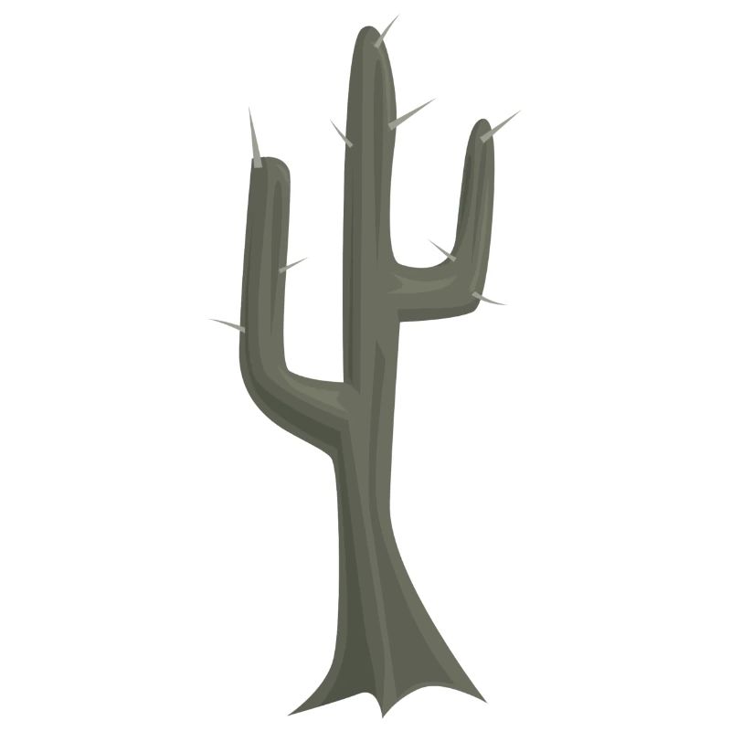 cactus cactus cactus cactus Mexique mexiko48