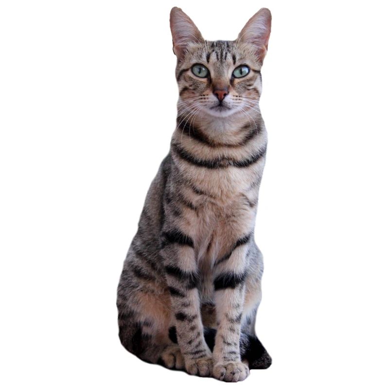 Katze Kätzchen Tigerkatze Katzenshirt Geschenk