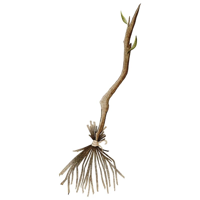 Witch's broom