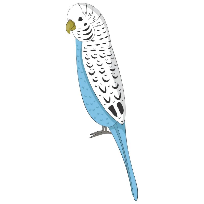 budgerigar