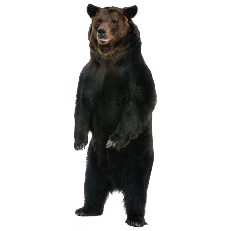Ours debout