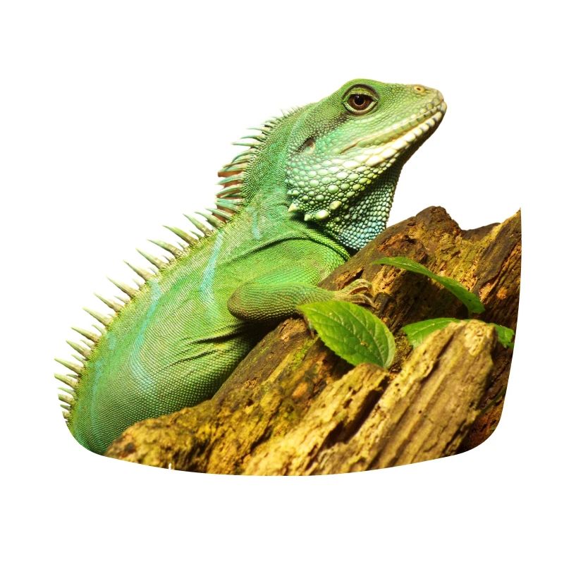 Agama d’eau