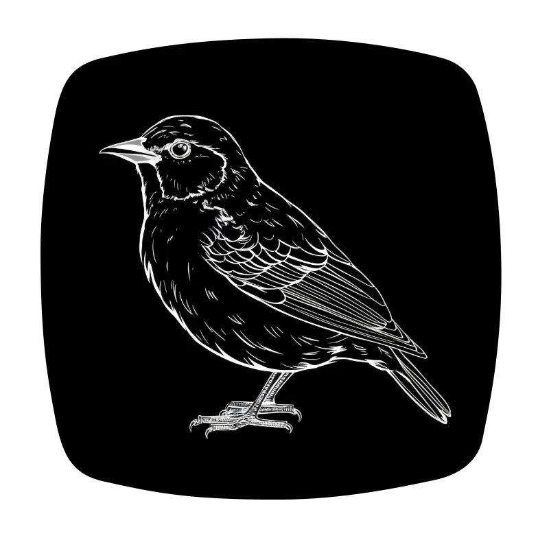 Oiseau, noir et blanc