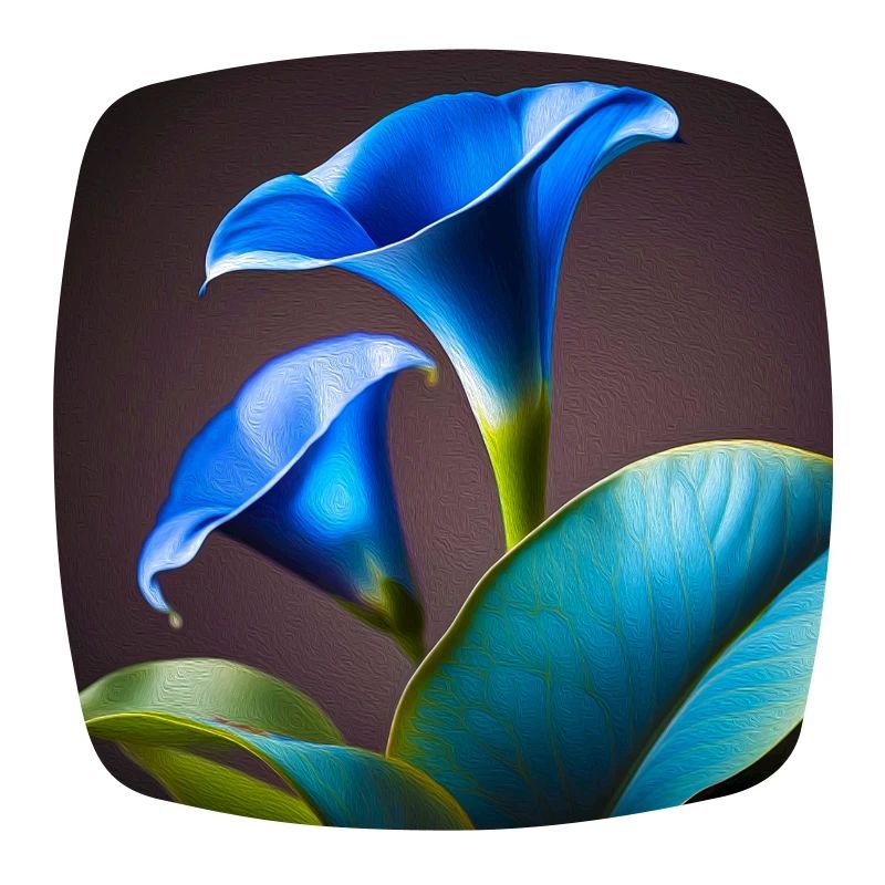 Blue Calla