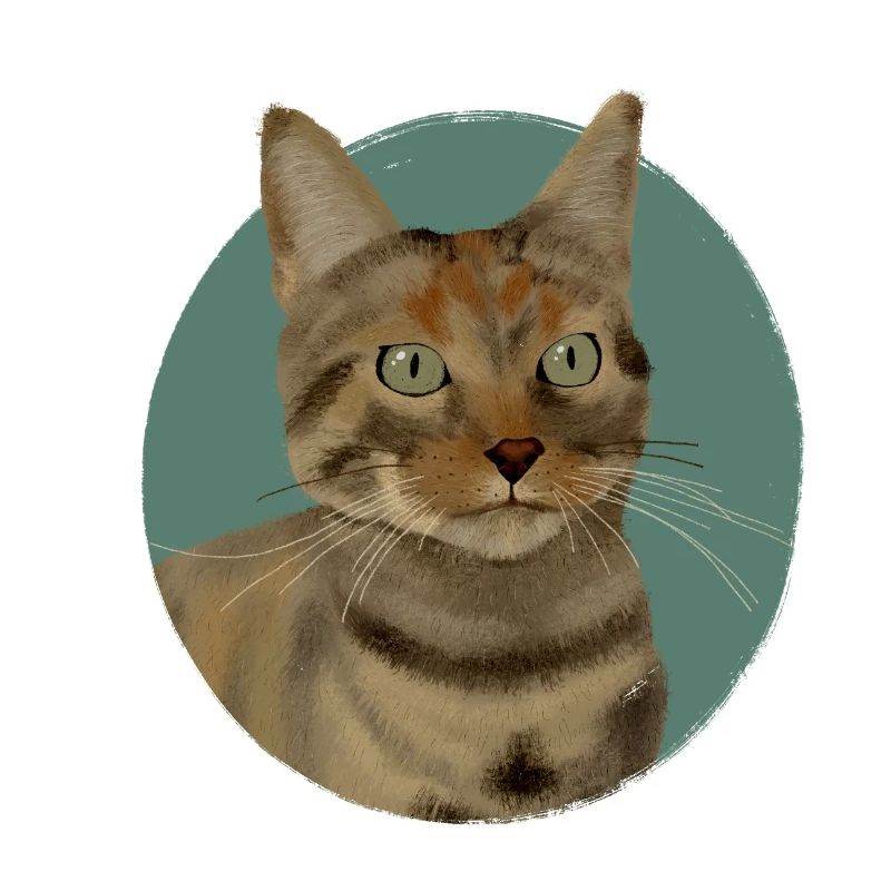 Brown Tabby Cat